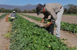 Tabacaleros salteños celebraron la decisión de Massa de quitar las retenciones