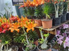 San Valentín: en el mercado San Miguel conseguí el regalo para el Día de Los Enamorados