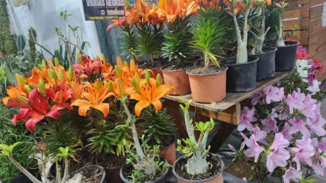 WhatsApp Image 2026-02-13 at 11.02.58