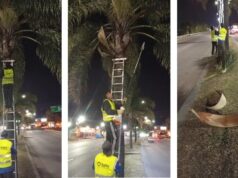 Para mayor seguridad, se realizaron podas en palmeras de las Avs. Paraguay y Bicentenario